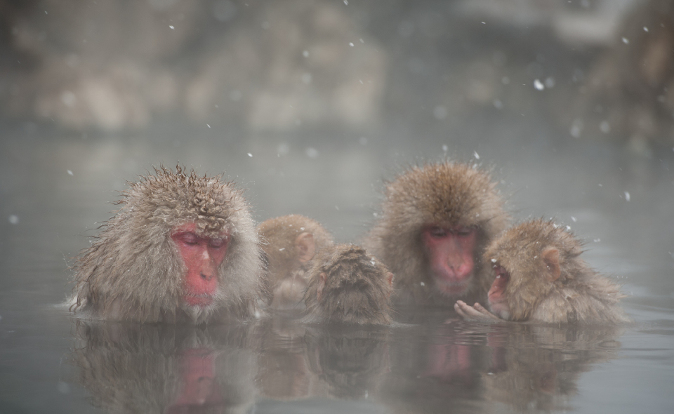 地狱谷野猿公园